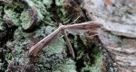 Piórolotek zwyczajny (Emmelina monodactyla)