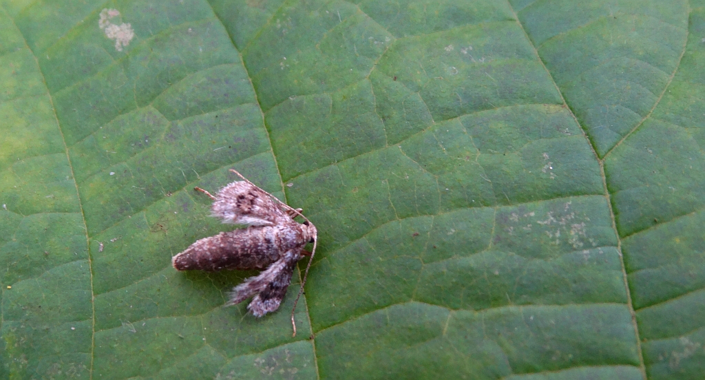 Piędzik siewierak (Operophtera fagata)