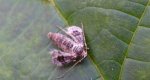 Piędzik siewierak (Operophtera fagata)