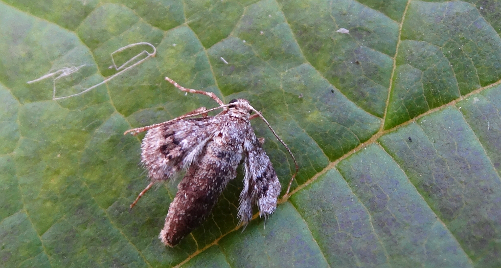 Piędzik siewierak (Operophtera fagata)