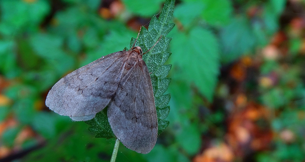 Piędzik siewierak (Operophtera fagata)