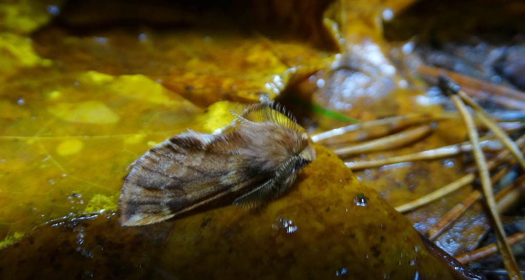Opusznica piórówka (Ptilophora plumigera)
