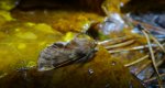 Opusznica piórówka (Ptilophora plumigera)