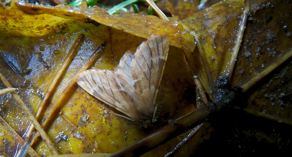 Opusznica piórówka (Ptilophora plumigera)