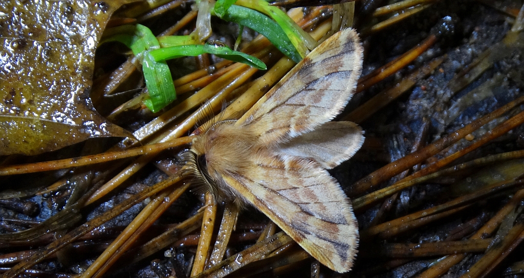 Opusznica piórówka (Ptilophora plumigera)