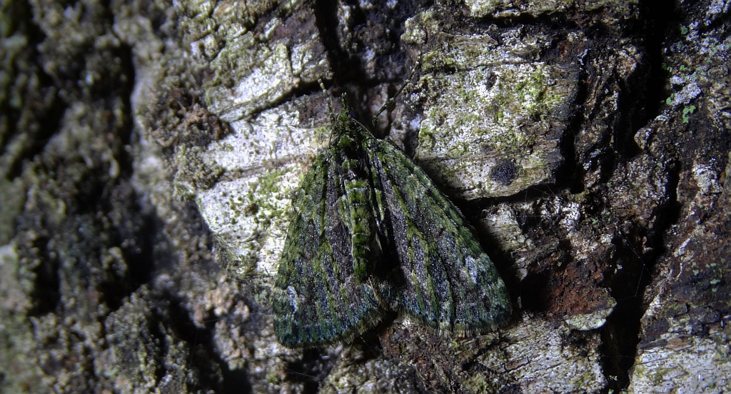 Paśnik zaroślak (Chloroclysta siterata)