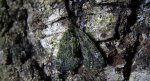 Paśnik zaroślak (Chloroclysta siterata)