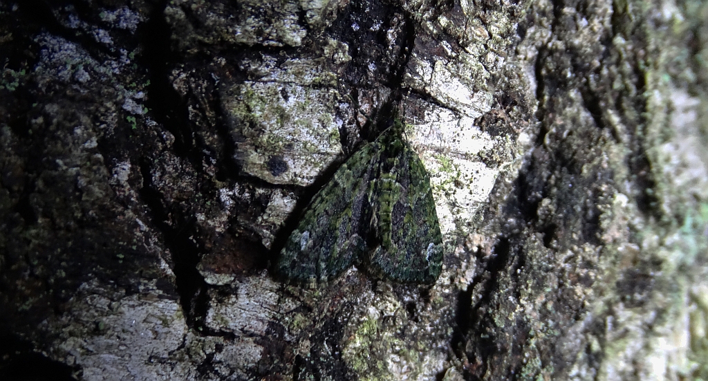 Paśnik zaroślak (Chloroclysta siterata)