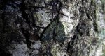 Paśnik zaroślak (Chloroclysta siterata)