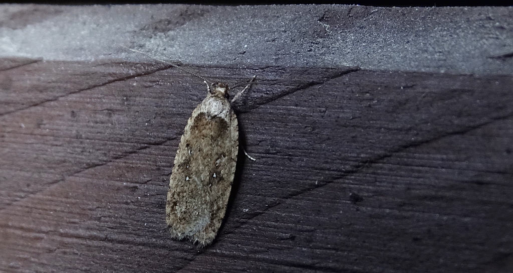 Agonopterix ciliella lub Agonopterix heracliana