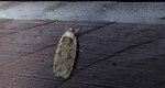 Agonopterix ciliella lub Agonopterix heracliana