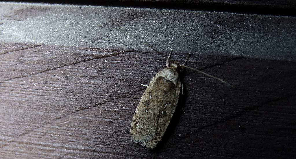 Agonopterix ciliella albo Agonopterix heracliana