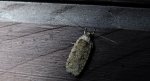 Agonopterix ciliella albo Agonopterix heracliana