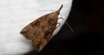 Rozszczepka nosatka (Hypena rostralis)