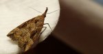 Rozszczepka nosatka (Hypena rostralis)