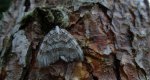 Paśnik jesieniak (Epirrita autumnata)