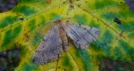 Mrzonka pierzak (Colotois pennaria)