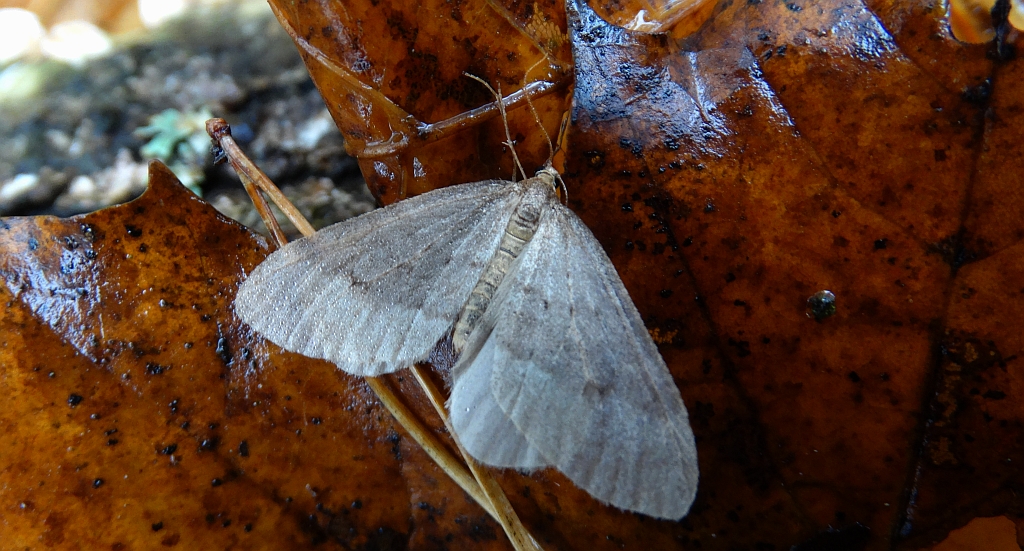 Piędzik siewierak (Operophtera fagata)