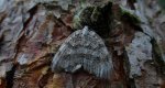 Paśnik jesieniak (Epirrita autumnata)