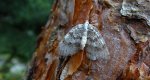 Paśnik jesieniak (Epirrita autumnata)