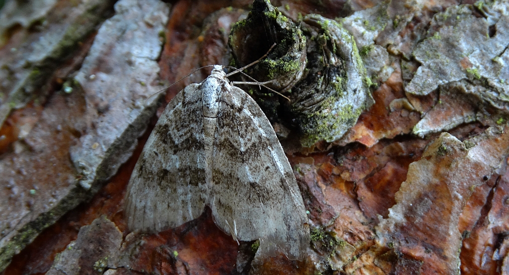 Paśnik jesieniak (Epirrita autumnata)
