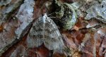 Paśnik jesieniak (Epirrita autumnata)