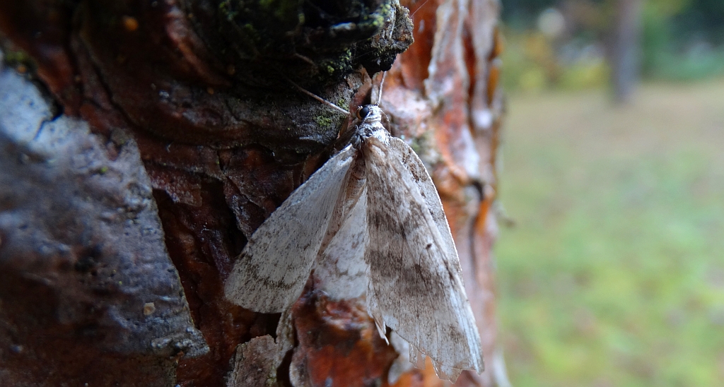 Paśnik jesieniak (Epirrita autumnata)