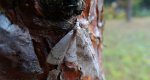 Paśnik jesieniak (Epirrita autumnata)
