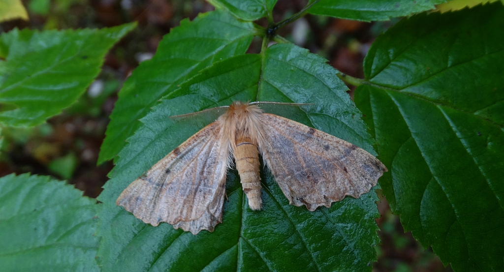 Mrzonka pierzak (Colotois pennaria)
