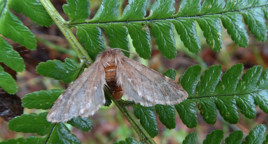 Opusznica piórówka (Ptilophora plumigera)