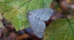 Piędzik siewierak (Operophtera fagata)