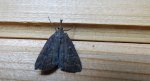Hypena obesalis
