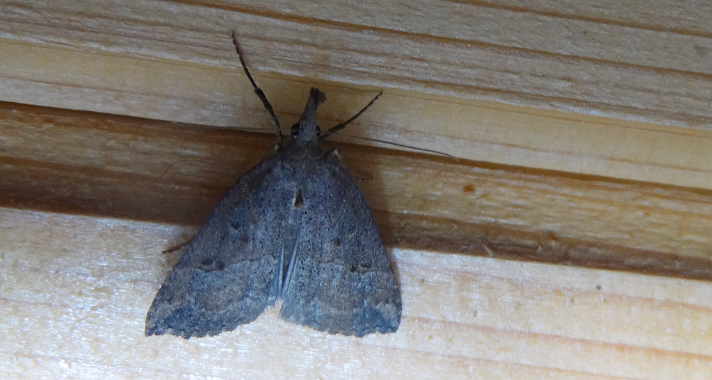 Hypena obesalis