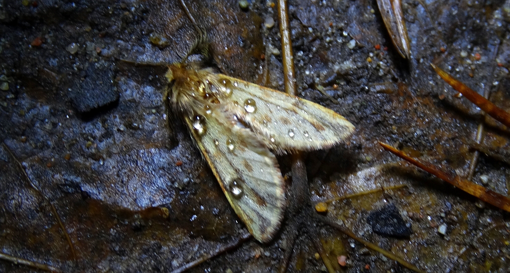 Ptilophora plumigera