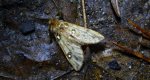 Ptilophora plumigera