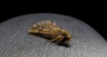 Opusznica piórówka (Ptilophora plumigera)