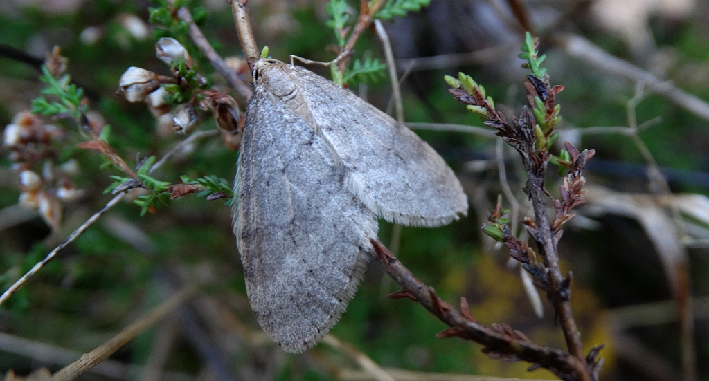 Piędzik siewierak (Operophtera fagata)
