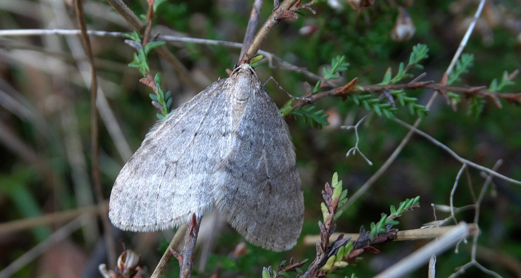 Piędzik siewierak (Operophtera fagata)