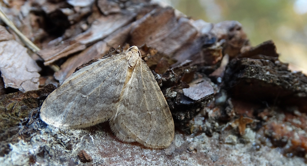 Piędzik siewierak (Operophtera fagata)