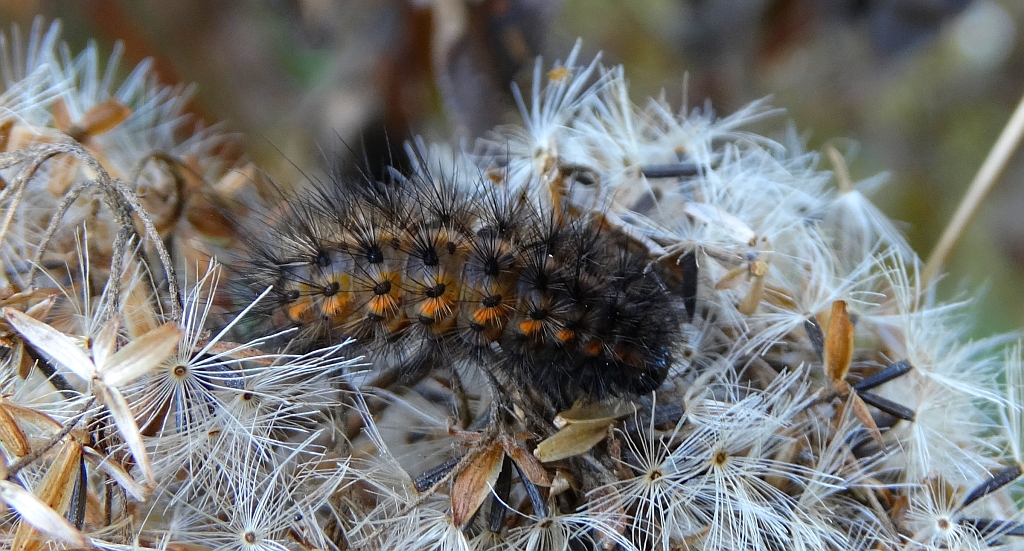 Sadzanka rumienica (Phragmatobia fuliginosa)