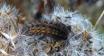 Sadzanka rumienica (Phragmatobia fuliginosa)