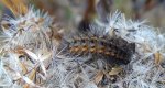 Sadzanka rumienica (Phragmatobia fuliginosa)