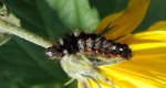 Wieczernica szczawiówka (Apatele rumicis)