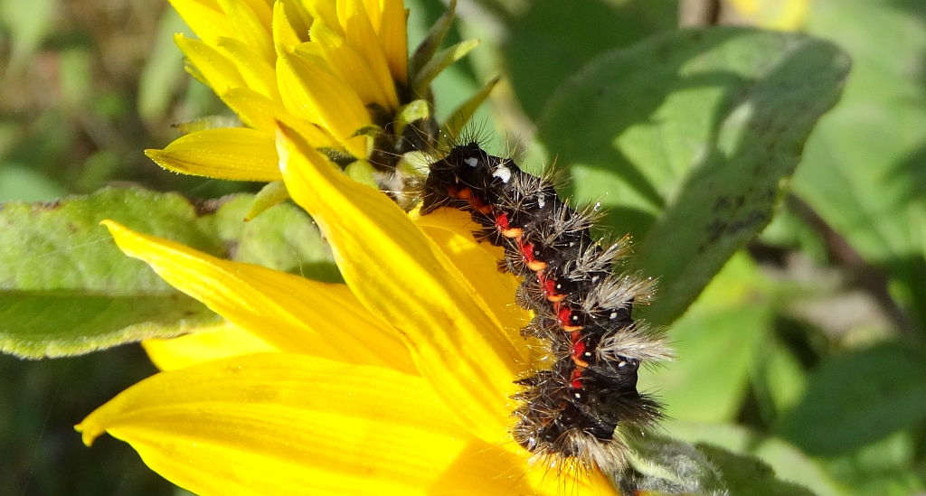 Wieczernica szczawiówka (Apatele rumicis)