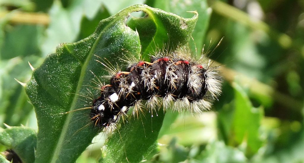 Wieczernica szczawiówka (Apatele rumicis)