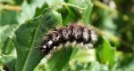 Wieczernica szczawiówka (Apatele rumicis)