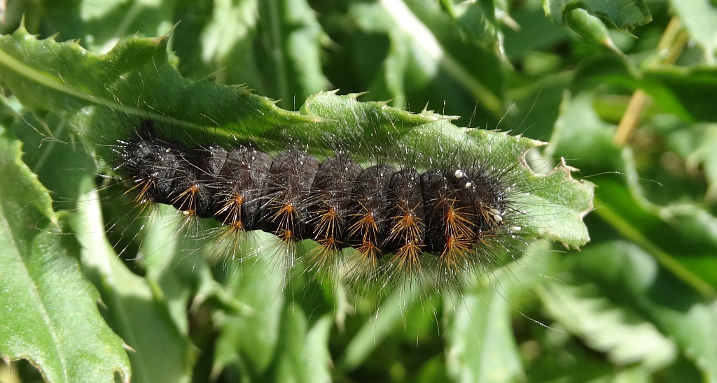 Wieczernica górolubka (Acronicta auricoma)