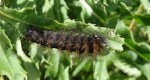 Wieczernica górolubka (Acronicta auricoma)