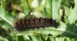 Wieczernica górolubka (Acronicta auricoma)