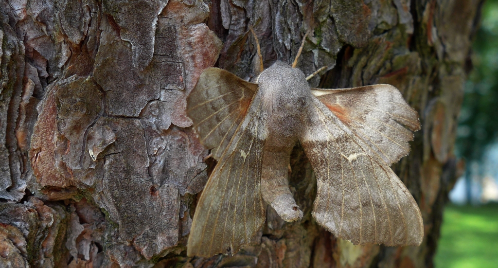 Nastrosz topolowiec, zawisak topolowiec (Amorpha populi)